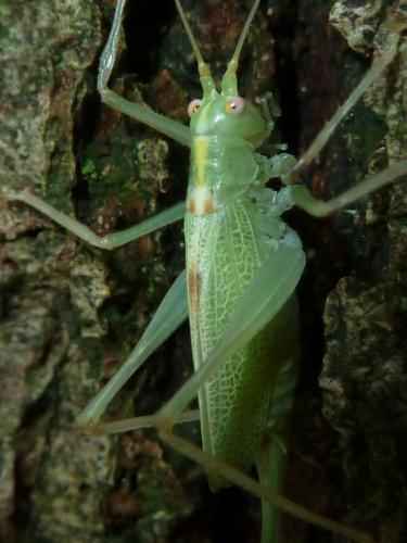 Réf. 242 862 : Meconema thalassinum